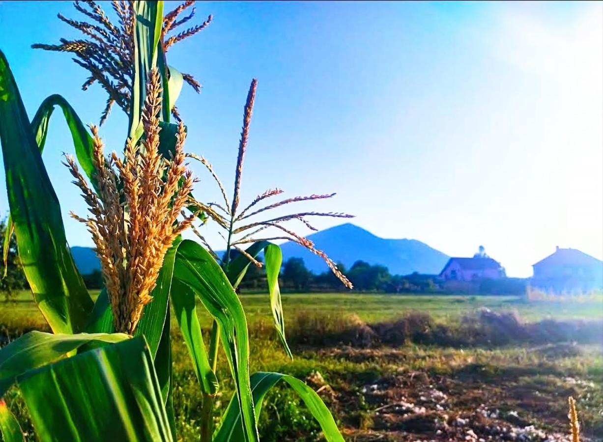 Villa Saturea Boljevac Ngoại thất bức ảnh